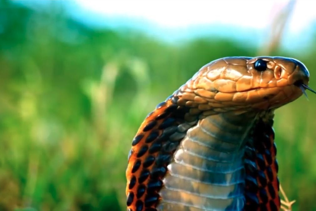 CBS Television | Survivor USA: Philippines - 2012