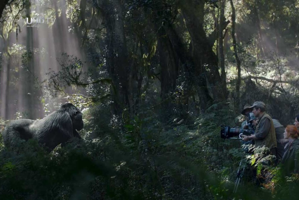 Samsung Electronics | UHD Zoo